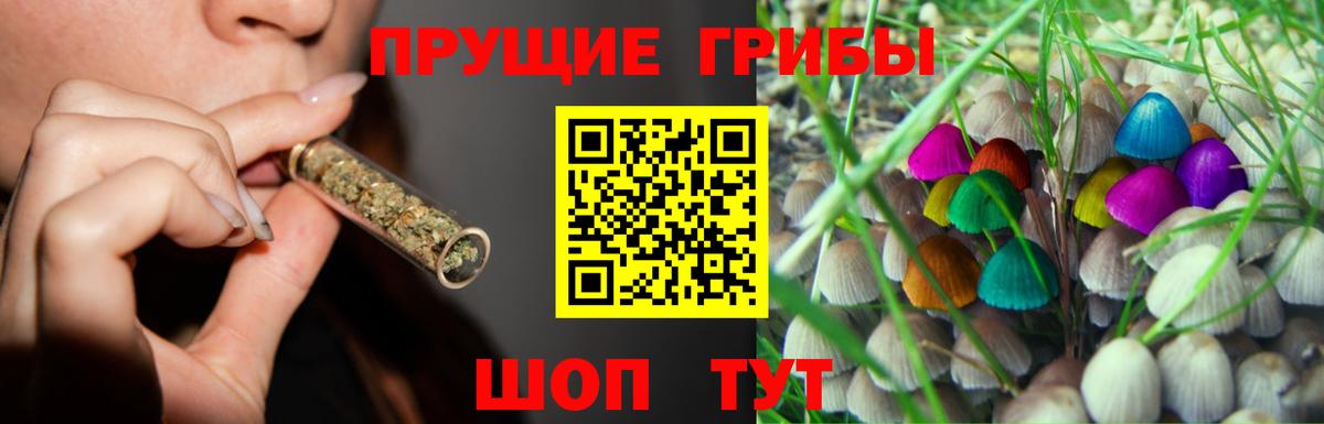 Псилоцибиновые грибы Psilocybe Рубцовск